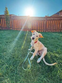 Rhode -  Mixed Breed Dog for Adoption in Kitchener, Ontario - Rhode | PetCurious