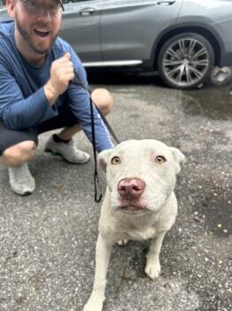 Dottie -  Pit Bull Terrier Dog Available for Adoption in Mobile, Alabama - Dottie | PetCurious