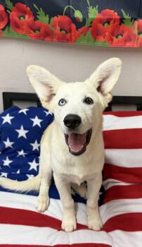 Siberian Husky and German Shepherd Dog Dogs Available for Adoption in Grove, Oklahoma - Atlas | PetCurious