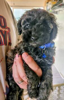 Fudge -  Aussiedoodle Dog for Adoption in Twin Lakes, Wisconsin - Fudge | PetCurious