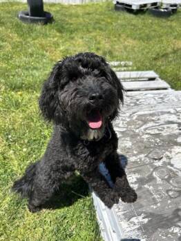 Labradoodle Dogs Available for Adoption in Osage Beach, Missouri - Gucci | PetCurious