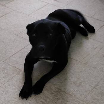 Cornelius 2422 -  Pit Bull Terrier and Mixed Breed Dog for Adoption in Loxahatchee Groves, Florida - Cornelius 2422 | PetCurious