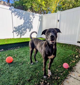 Rescue Retriever Dogs for Adoption in Mt. Juliet, Tennessee - Boo | PetCurious