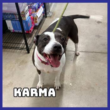 Karma -  Pit Bull Terrier and Mixed Breed Dog for Adoption in Glenwood, Minnesota - Karma | PetCurious