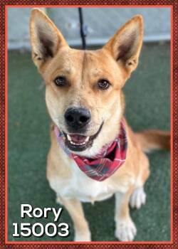 Rescue Shepherd and Carolina Dog Dogs for Adoption in Marietta, Georgia - RORY | PetCurious