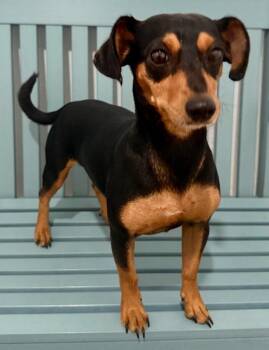 Kaylie FOSTER.DEPOSIT -  Mixed Breed Dog for Adoption in Labelle, Florida - Kaylie FOSTER.DEPOSIT | PetCurious
