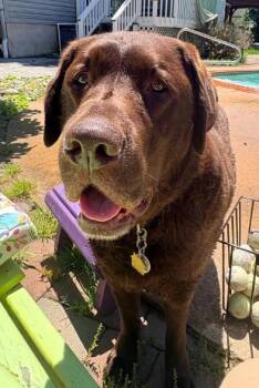 Labrador Retriever Dogs Available for Adoption in Warrington, Pennsylvania - Corky | PetCurious