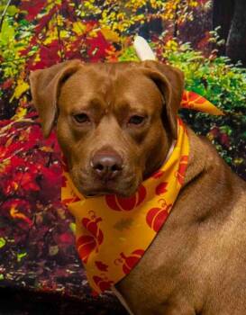 Terrier Dogs Available for Adoption - Taffy | PetCurious