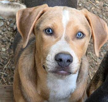 Joaquin (River litter) -  Siberian Husky and American Staffordshire Terrier Dog for Adoption in Silvana, Washington - Joaquin (River Litter) | PetCurious
