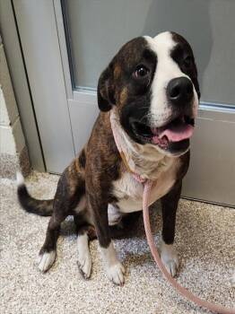 GERARD -  Pit Bull Terrier and Labrador Retriever Dog for Adoption in Pueblo, Colorado - GERARD | PetCurious