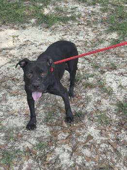 Rescue Pit Bull Terrier Dogs for Adoption in Troy, Alabama - Gwenn | PetCurious