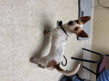 Honey -  Dachshund and Chihuahua Dog for Adoption in Sumter, South Carolina - Honey | PetCurious