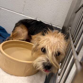 Tallulah *Available Soon* -  Yorkshire Terrier and Mixed Breed Dog for Adoption in Dover, New Hampshire - Tallulah *Available Soon* | PetCurious
