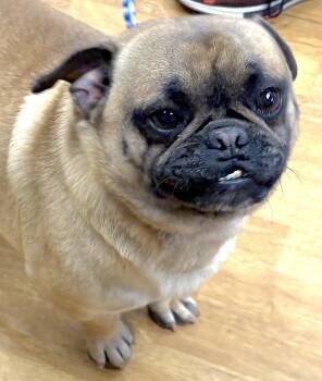 Pug Dogs Available for Adoption - Delmer | PetCurious