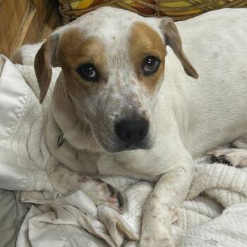 Lil Flip -  Basset Hound and Mixed Breed Dog for Adoption in Rockville, Maryland - Lil Flip | PetCurious
