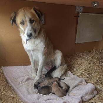 Rescue Mixed Breed Dogs for Adoption in Tacoma, Washington - Tinker | PetCurious