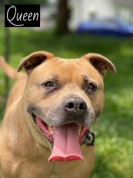 Queen -  Pit Bull Terrier Dog for Adoption in Springfield, Illinois - Queen | PetCurious