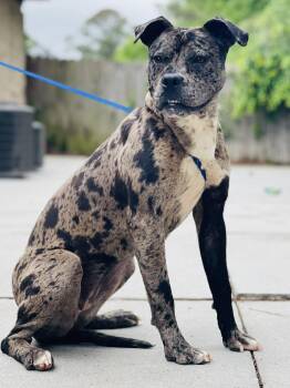 AC-4485 "Indigo" -  Catahoula Leopard Dog and Pit Bull Terrier Dog Available for Adoption in Conyers, Georgia - AC-4485 "Indigo" | PetCurious