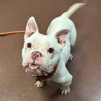 French Bulldog Dogs Available for Adoption - Milk Bun | PetCurious