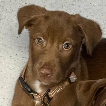 Chocolate Labrador Retriever Dogs Available for Adoption - Smuckers | PetCurious