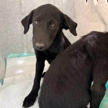 Triscuit -  Mixed Breed Dog for Adoption in Brentwood, Missouri - Triscuit | PetCurious