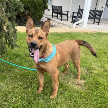 Tabasco -  Mixed Breed Dog for Adoption in Canal Winchester, Ohio - Tabasco | PetCurious