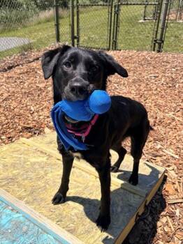 Labrador Retriever and English Setter Dogs Available for Adoption in Leesburg, Virginia - MAYA | PetCurious