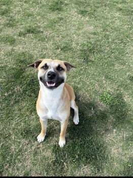 Rat Terrier and Mixed Breed Dogs Available for Adoption - FIZZ | PetCurious