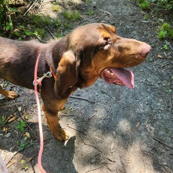 Trusty -  Mixed Breed Dog for Adoption in Walker, Michigan - Trusty | PetCurious