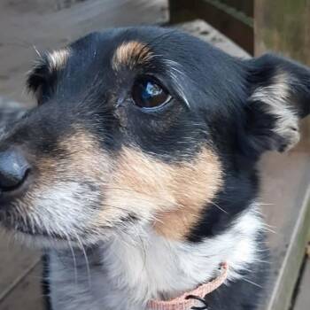 Shelly -  Corgi and Mixed Breed Dog for Adoption in Olathe, Kansas - Shelly | PetCurious