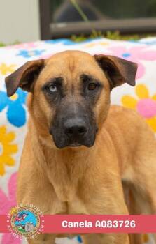 Canela -  Belgian Shepherd Malinois Dog for Adoption in Mobile, Alabama - Canela | PetCurious