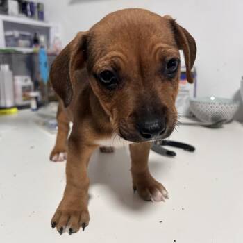 Mixed Breed Dogs Available for Adoption - Marigold | PetCurious