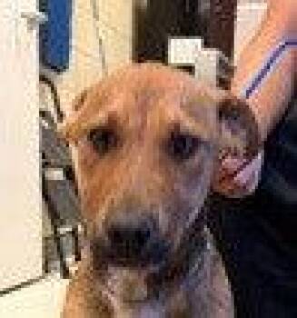 German Shepherd Dog and Terrier Dogs Available for Adoption in Bloomfield, Connecticut - Dior | PetCurious