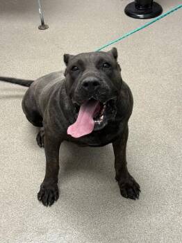 PRETTY -  Presa Canario Dog for Adoption in Las Vegas, Nevada - PRETTY | PetCurious