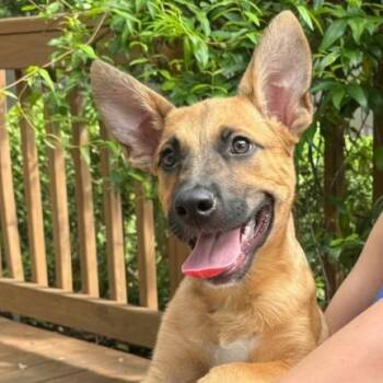 Queenie Butterfly Super Smarty Pants -  German Shepherd Dog and Labrador Retriever Dog for Adoption in Friendswood, Texas - Queenie Butterfly Super Smarty Pants | PetCurious
