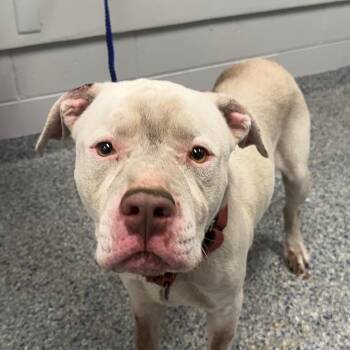 Deacon -  Mixed Breed Dog for Adoption in Greenville, South Carolina - Deacon | PetCurious