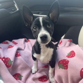 Rescue Rat Terrier and Dachshund Dogs for Adoption in Carencro, Louisiana - Pea Pie | PetCurious