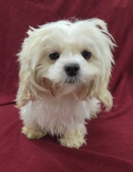 Rescue Lhasa Apso and Maltese Dogs for Adoption in Malvern, Pennsylvania - Melissa | PetCurious
