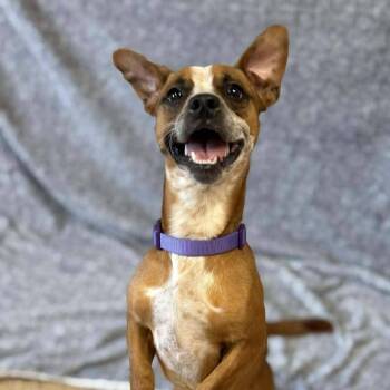 Rescue Basset Hound Dogs for Adoption in O