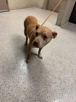 Pit Bull Terrier and Mixed Breed Dogs Available for Adoption in Conroe, Texas - A426979 | PetCurious