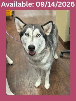 Dog Kennel #20 Chispas -  Husky and Mixed Breed Dog for Adoption in Greenville, Texas - Dog Kennel #20 Chispas | PetCurious