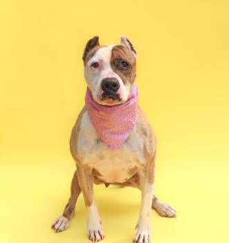 Rescue American Bully and Pit Bull Terrier Dogs for Adoption in Islip Terrace, New York - MJ | PetCurious