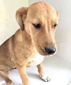A657344 -  Carolina Dog and Mixed Breed Dog for Adoption in Houston, Texas - A657344 | PetCurious