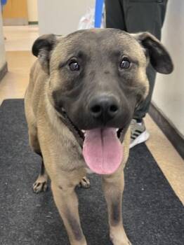 Belgian Shepherd Malinois and Mixed Breed Dogs Available for Adoption - Scrappy | PetCurious