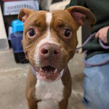 Pit Bull Terrier Dogs Available for Adoption - Latte | PetCurious