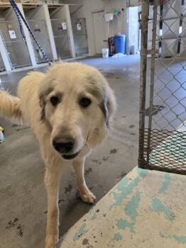 Great Pyrenees Dogs Available for Adoption in Holbrook, Arizona - Maximus | PetCurious