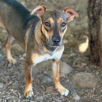 Crystal -  Dachshund and Rat Terrier Dog for Adoption in Chico, California - Crystal | PetCurious