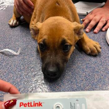 Giggles -  Mixed Breed Dog for Adoption in Edwardsville, Illinois - Giggles | PetCurious