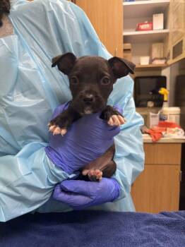 Wurmple -  Mixed Breed Dog for Adoption in Raleigh, North Carolina - Wurmple | PetCurious
