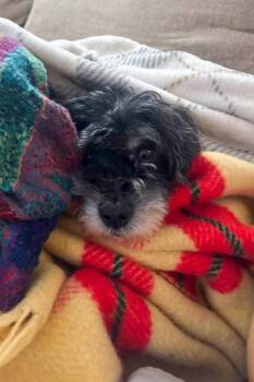 Linus -  Mixed Breed Dog for Adoption in Cincinnati, Ohio - Linus | PetCurious